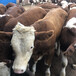 江门四五百斤的西门塔尔牛犊小母牛出售
