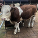 亳州五个月西门塔尔繁殖母牛现在什么价格