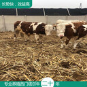 東北地區(qū)西門塔爾繁殖母牛六個月要多少錢一頭