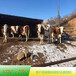 吉林省地区西门塔尔基础母牛400斤多少钱一只