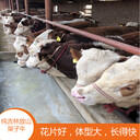 東北地區(qū)西門塔爾小公牛7個月新價格