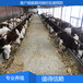 长的大的西门塔尔小母牛300至400斤新价格