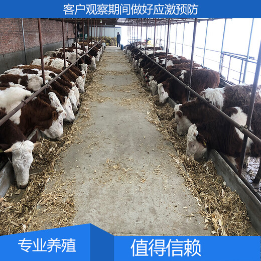 地道放山的西门塔尔小母牛300至400斤出售
