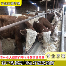 武威2022年西門塔爾繁殖母牛多少錢一只圖片