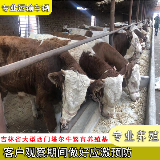 骨架大的西门塔尔牛犊小母牛三百斤的市场价多少