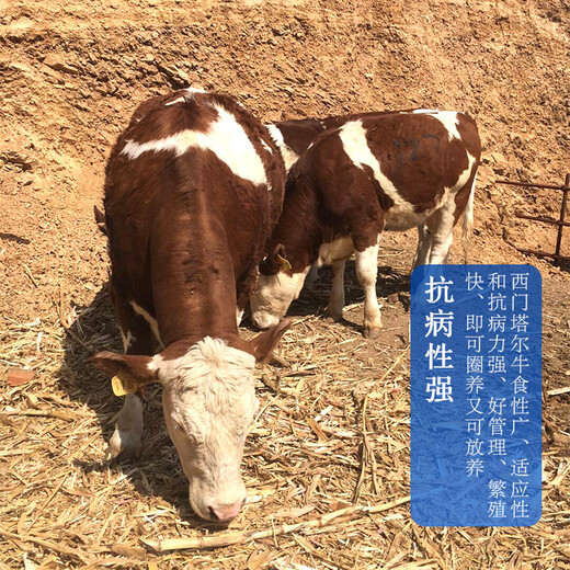 岳阳西门塔尔二岁母牛价格八百斤的