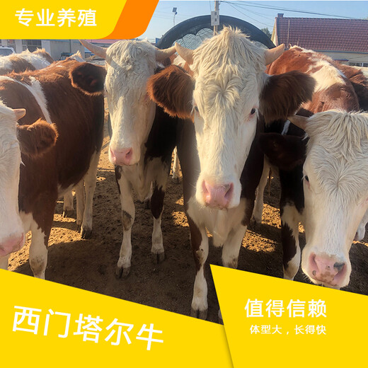 吉林省地区西门塔尔繁殖母牛8个月多少钱一头