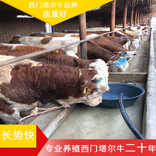 自贡800斤的西门塔尔二岁母牛多少钱