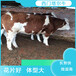 大个子的西门塔尔小母牛犊300至400斤多少一头