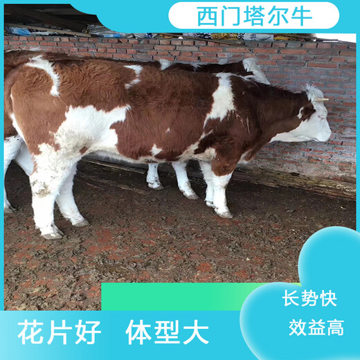 体型骨架大的西门塔尔小母牛三百斤出售