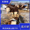 红白花片的西门塔尔繁殖母牛7个月价格