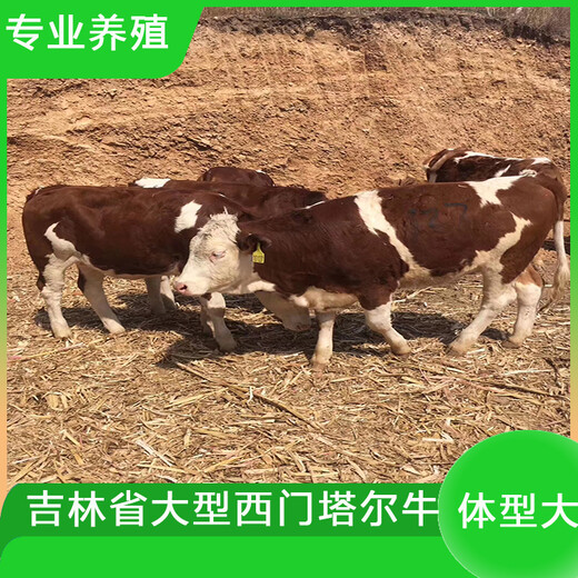 东北的架子牛西门塔尔小母牛犊500斤价钱