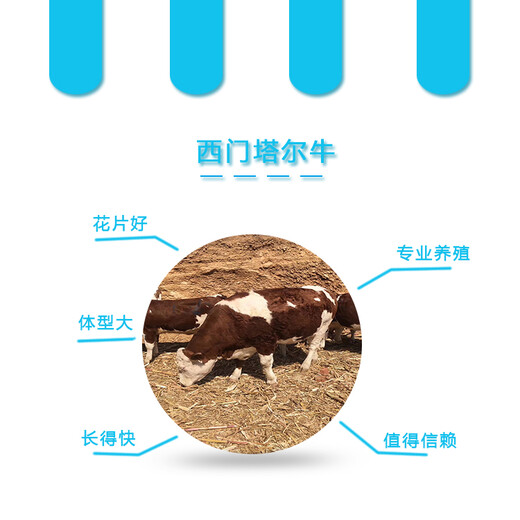 吉林省地区西门塔尔牛小母牛五六个月的价格
