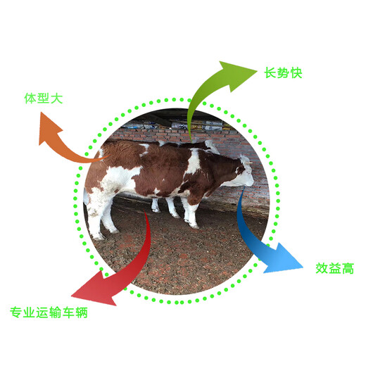 地道放山的西门塔尔繁殖母牛三百斤2022年的价格
