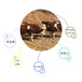 骨架大的西门塔尔牛犊小母牛400至500斤价格已更新