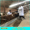 吉林省地区西门塔尔二岁母牛500多斤的的价格
