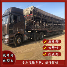 遼寧陽光品牌西門塔爾牛出售圖片