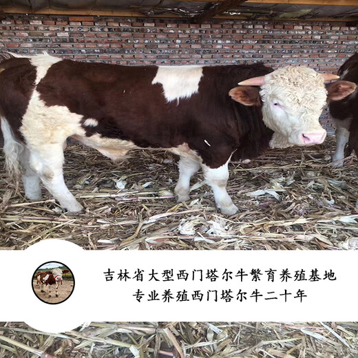 东北的架子牛西门塔尔小牛犊300至400斤多少钱