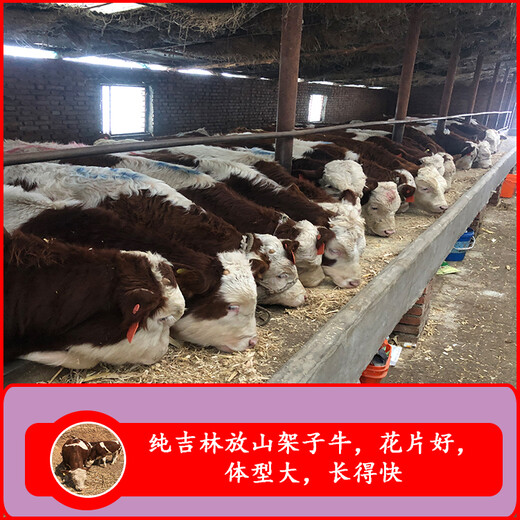 吉林省地区西门塔尔牛犊子头四五百斤的市场价多少