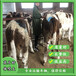 體型骨架大的西門塔爾繁殖母牛三百斤市場價多少