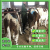 吉林省地区西门塔尔母牛苗300斤的出售