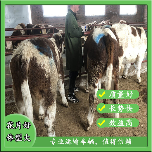 纯放山的西门塔尔繁殖母牛六七个月的价格