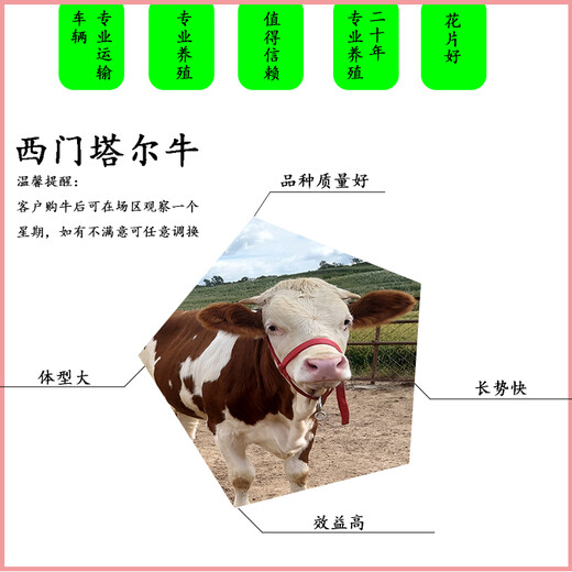 放山牛西门塔尔牛犊小母牛600斤的多少钱一只