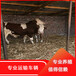 长的大的西门塔尔四代母牛三百至四百斤要多少钱一头