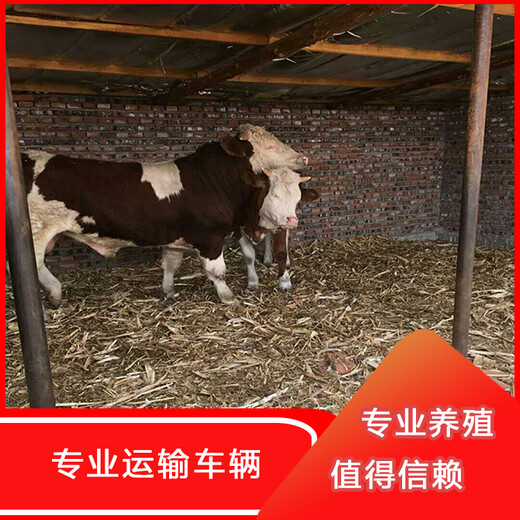 放山牛一头西门塔尔牛三百斤至四百斤多少钱一只