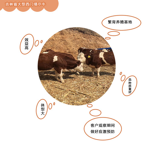 吉林省地区一头西门塔尔牛三百斤多少一头