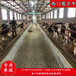 红白花片的西门塔尔繁殖母牛500斤新价格