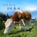 骨架大的西门塔尔繁殖母牛四百斤至五百斤的价格