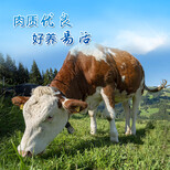 红白花片的西门塔尔母牛五六百斤多少钱图片1