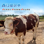 红白花片的西门塔尔母牛五六百斤多少钱图片2