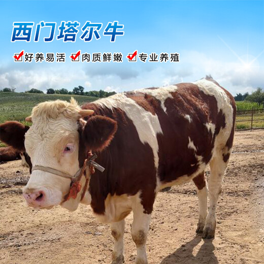 吉林省地区西门塔尔繁殖母牛五百斤至六百斤报价