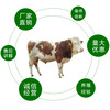 东北的架子牛西门塔尔繁殖母牛三百至四百斤多少一头
