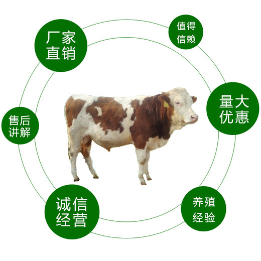 重庆800斤的西门塔尔繁殖母牛价钱