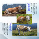 纯放山的西门塔尔小母牛600斤价格