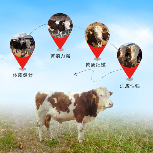 体型骨架大的西门塔尔小母牛犊三百至四百斤的价格