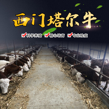 丽江1000斤西门塔尔四代母牛多少钱