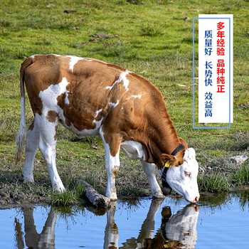 丹东西门塔尔二岁母牛要多少钱八百斤