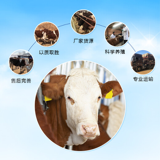 吉林省地区西门塔尔小公牛600斤多少钱一头