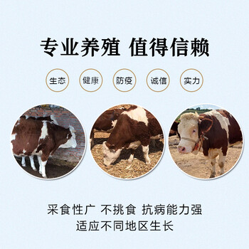 惠州西门塔尔基础母牛价格一千斤的