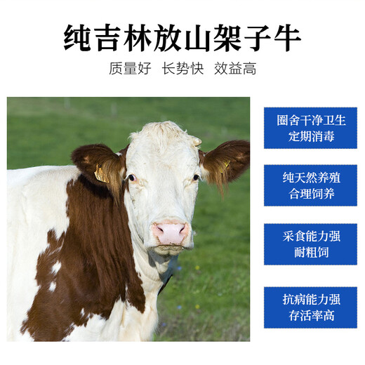东北的架子牛西门塔尔牛犊小母牛六百斤的出售