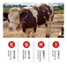 吉林省地区西门塔尔小母牛犊400至500斤要多少钱一头