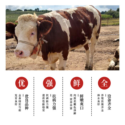 衢州西门塔尔繁殖母牛价钱一千斤的
