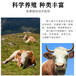 长的大的西门塔尔二岁母牛四五百斤新价格