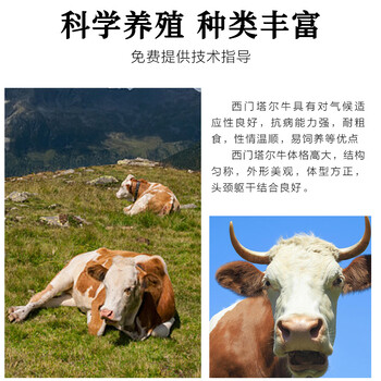 白山纯种的西门塔尔大母牛价格