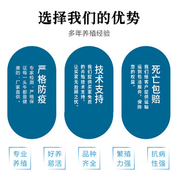 邯郸2022年西门塔尔母牛多少钱一头