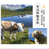 长的大的西门塔尔小母牛犊500多斤的新价格